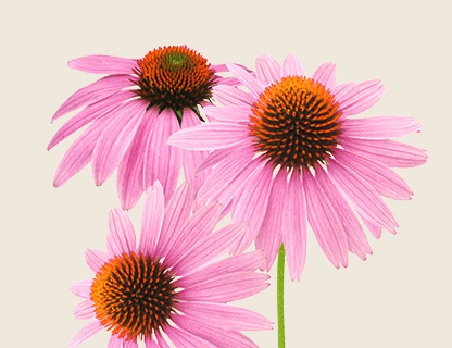 ESTRATTO DI ECHINACEA