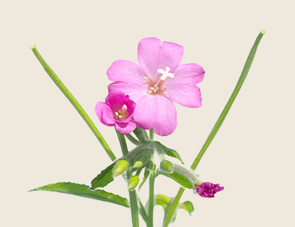 ESTRATTO DI EPILOBIO A FIORE PICCOLO