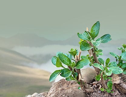 Una pianta davvero speciale