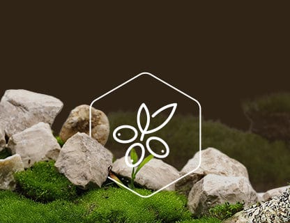 CyanthOX™50, l’estratto vegetale super