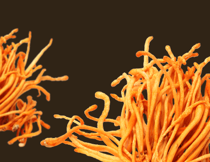 Cordyceps, l’energia delle vette