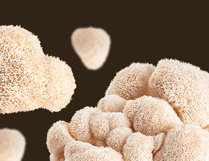 Lion’s Mane, la rarità della freschezza mentale