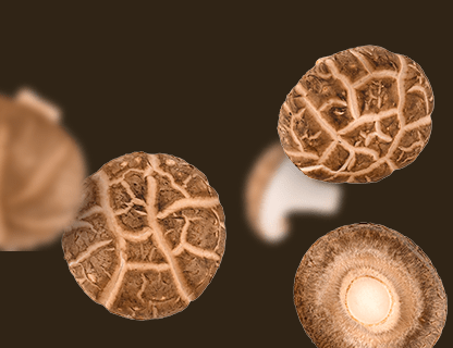 Shiitake, il nobile dell’Estremo Oriente