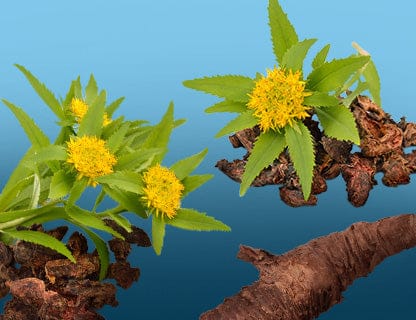Rhodiola rosea, la pianta degli ambienti estremi
