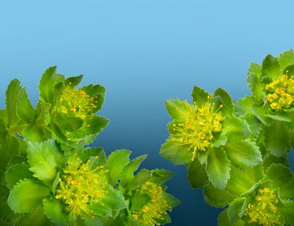 Secondo la tradizione, la pianta della concentrazione e della presenza