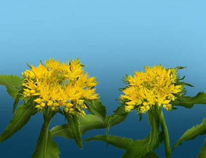 Perché la chiamano “radice d’oro”?