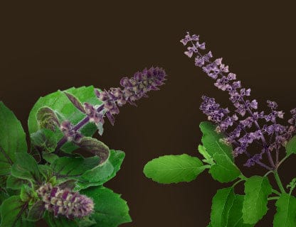 Basilico sacro (Tulsi)