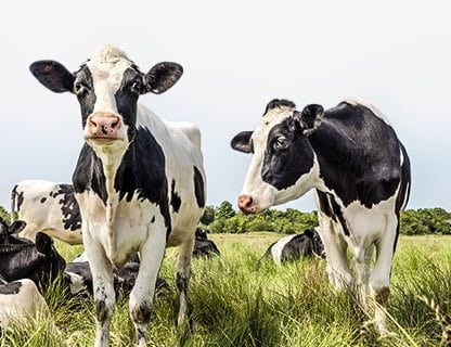 Mucche allevate all’aperto, latte di alta qualità, proteine premium 🥛✨
